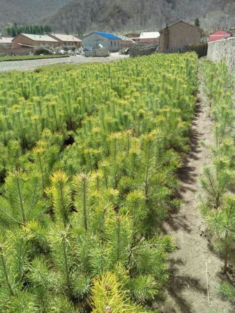 松树苗100~150cm