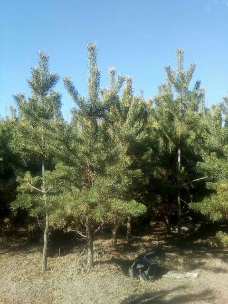 松树苗100~150cm