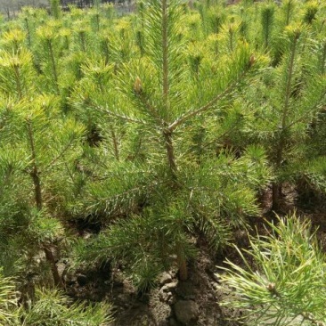 松树苗100~150cm
