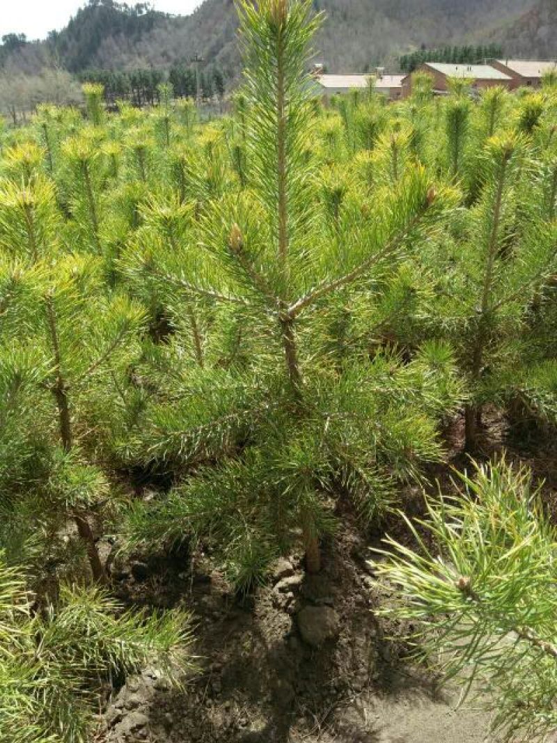 松树苗100~150cm