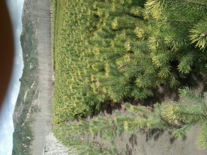 松树苗100~150cm