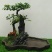榆树2~4cm4cm以下4m以上