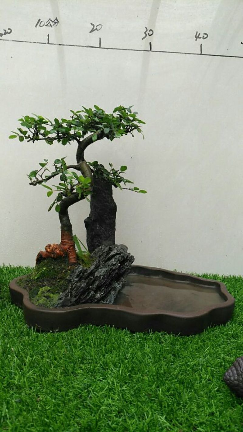 榆树2~4cm4cm以下4m以上