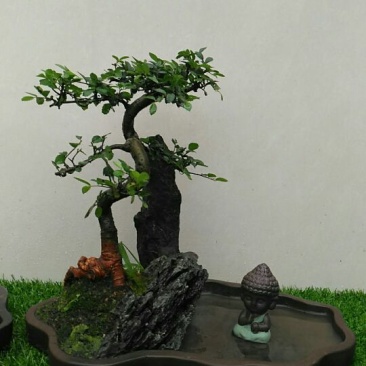 榆树2~4cm4cm以下4m以上