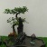 榆树2~4cm4cm以下4m以上