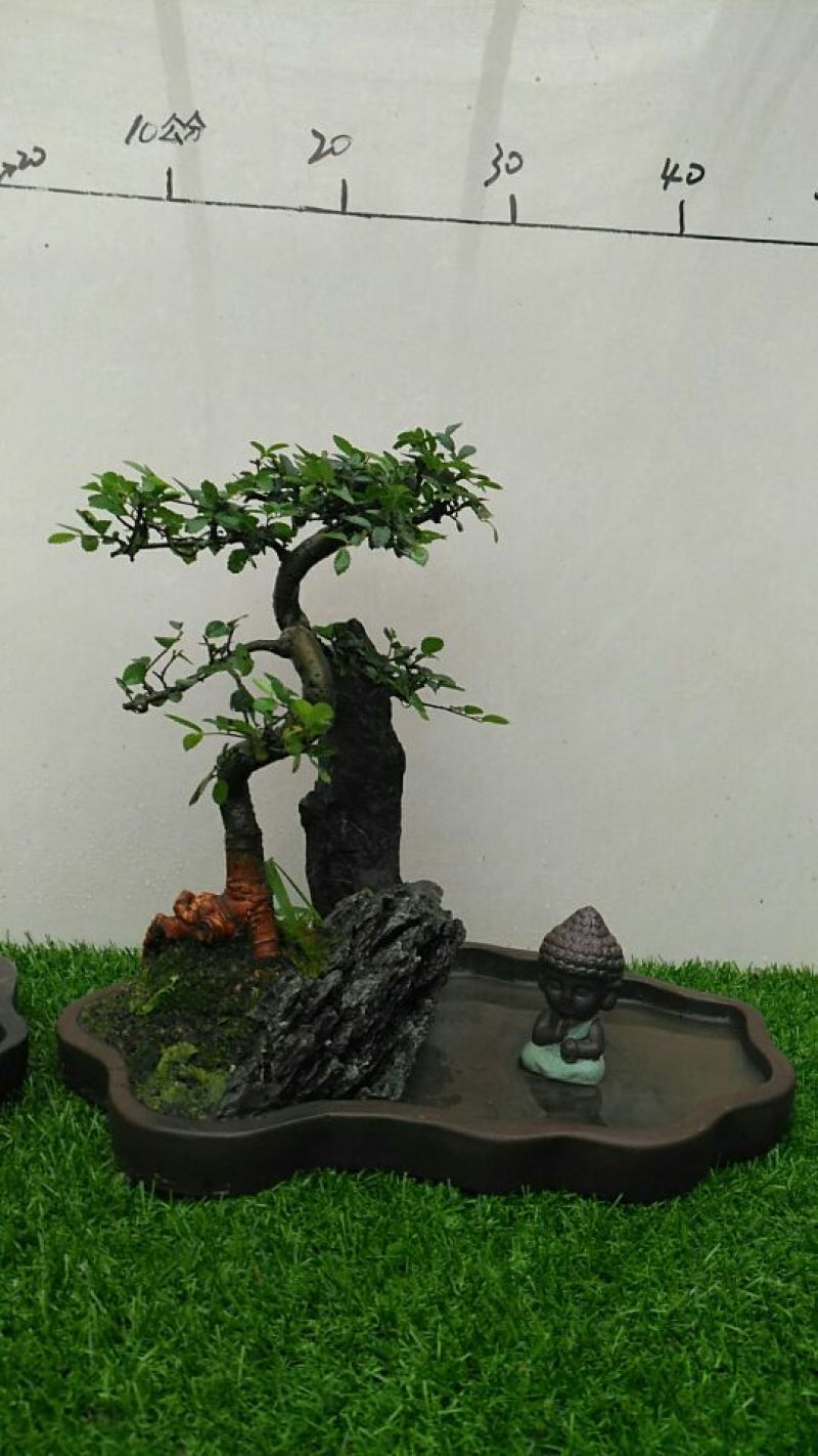 榆树2~4cm4cm以下4m以上