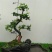 榆树2~4cm4cm以下4m以上