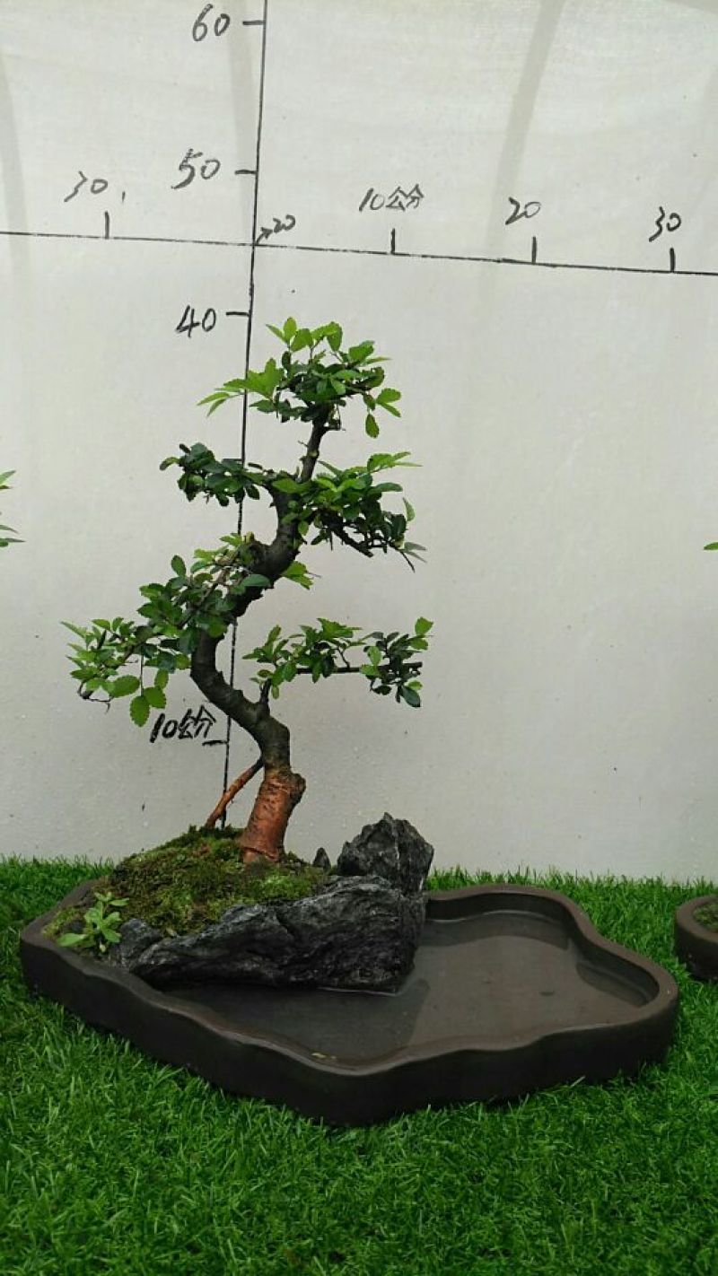 榆树2~4cm4cm以下4m以上