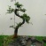 榆树2~4cm4cm以下4m以上