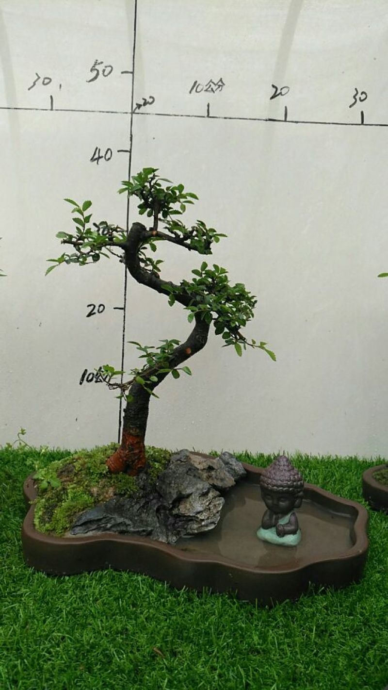 榆树2~4cm4cm以下4m以上