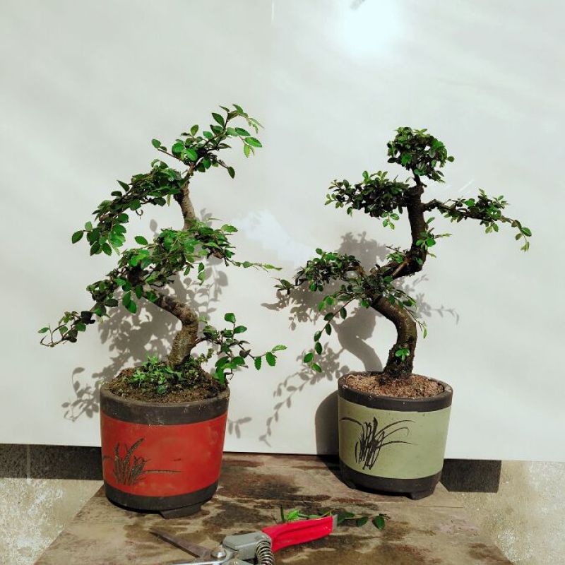 榆树2~4cm4cm以下4m以上