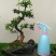 榆树2~4cm4cm以下4m以上