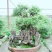 榆树2~4cm4cm以下4m以上