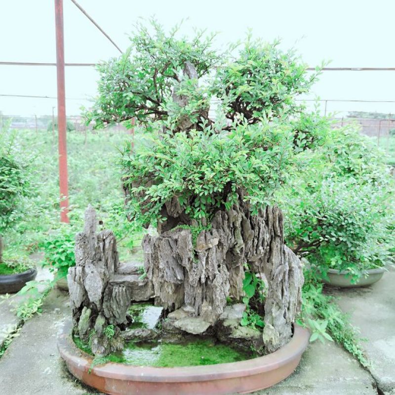 榆树2~4cm4cm以下4m以上