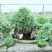榆树2~4cm4cm以下4m以上