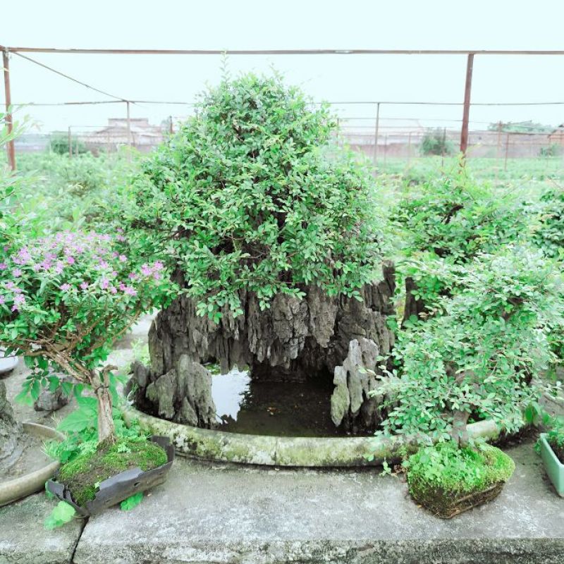 榆树2~4cm4cm以下4m以上
