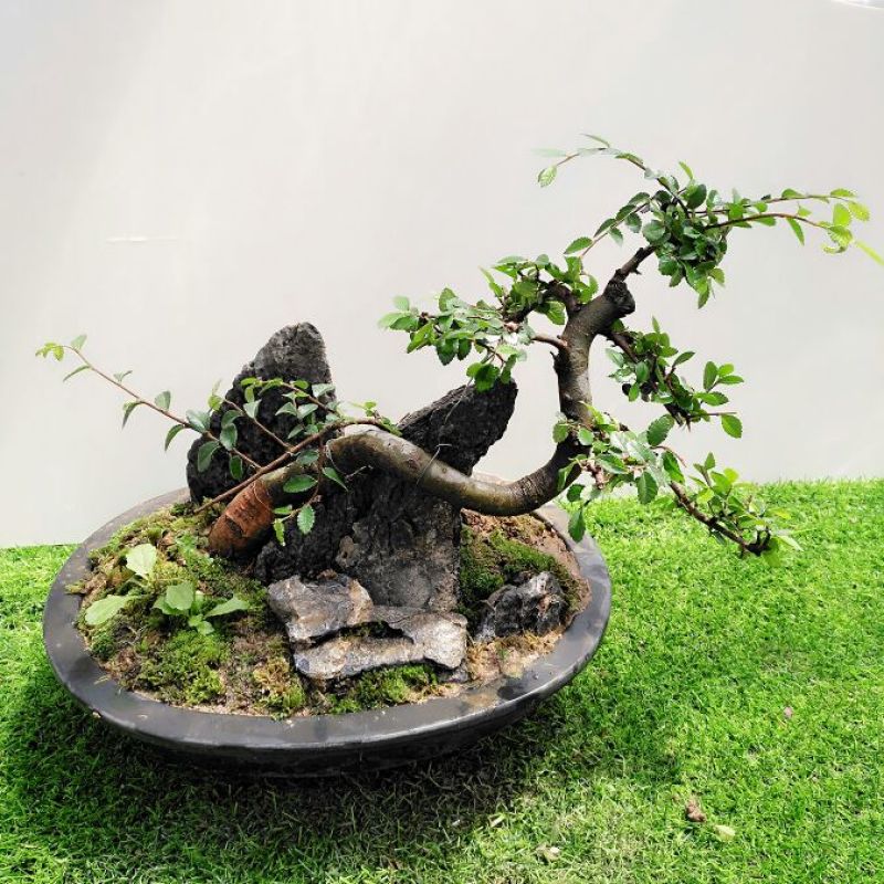 榆树2~4cm4cm以下4m以上