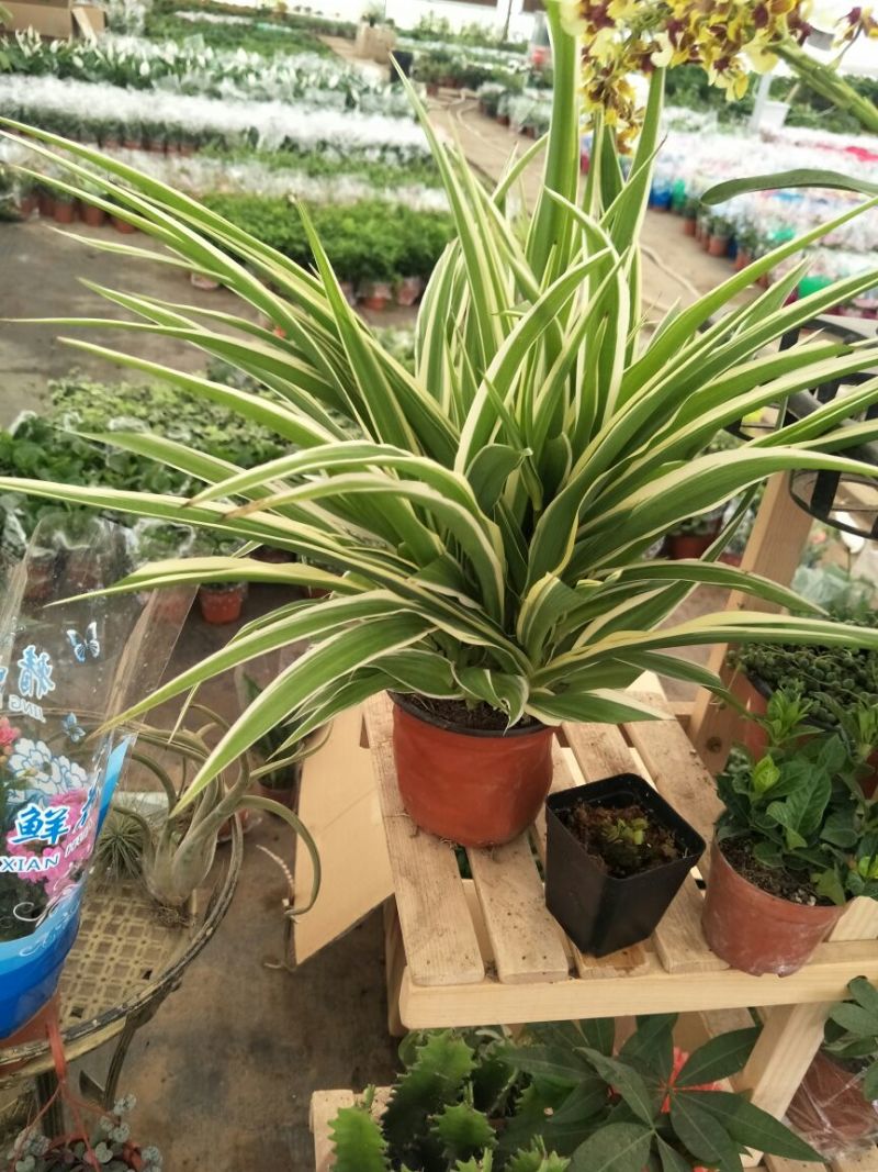 吊兰30cm以下
