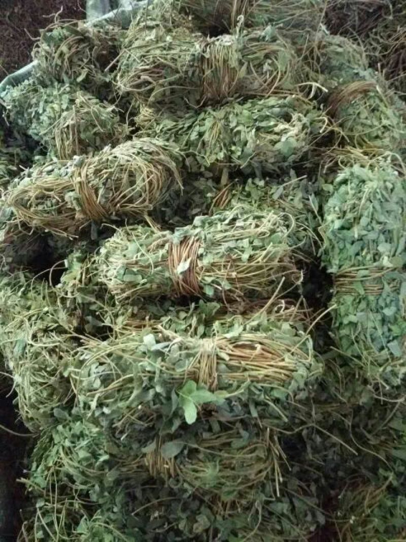 鸡骨草野生鸡骨草，带叶子。