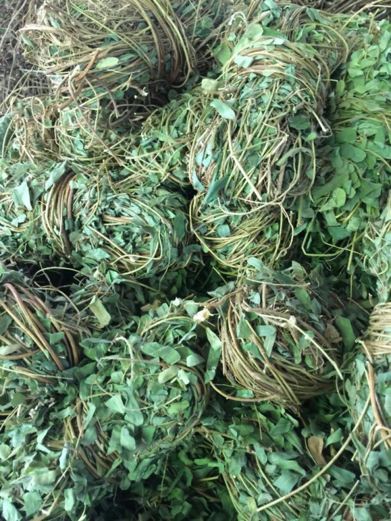 鸡骨草野生鸡骨草，带叶子。