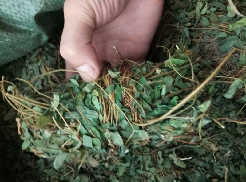 鸡骨草野生鸡骨草，带叶子。
