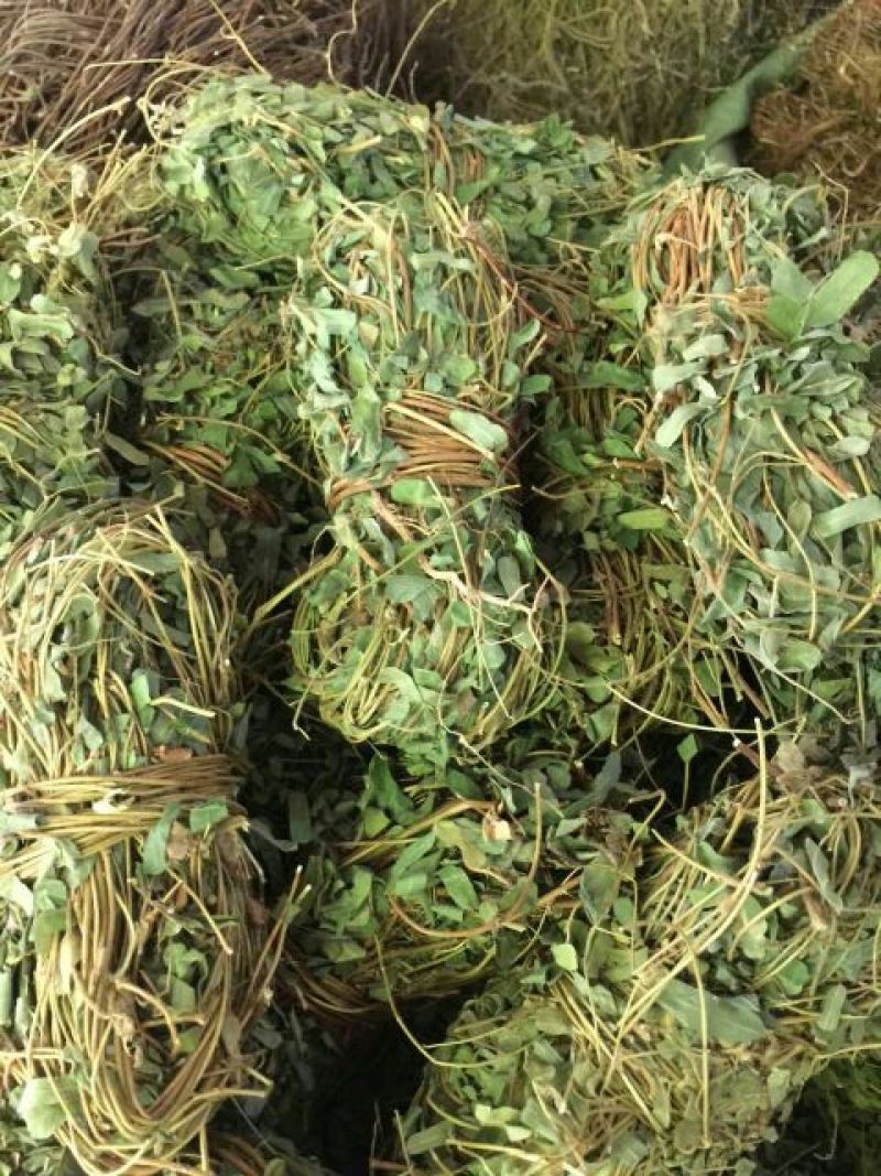 鸡骨草野生鸡骨草，带叶子。