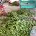 紫花油豆20厘米以上，大量上市中，