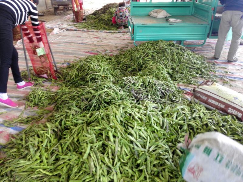 紫花油豆20厘米以上，大量上市中，