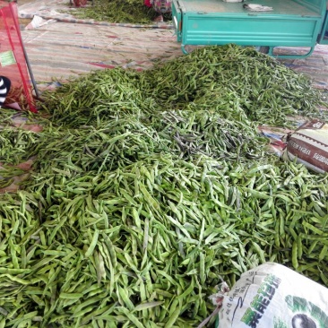 紫花油豆20厘米以上，大量上市中，