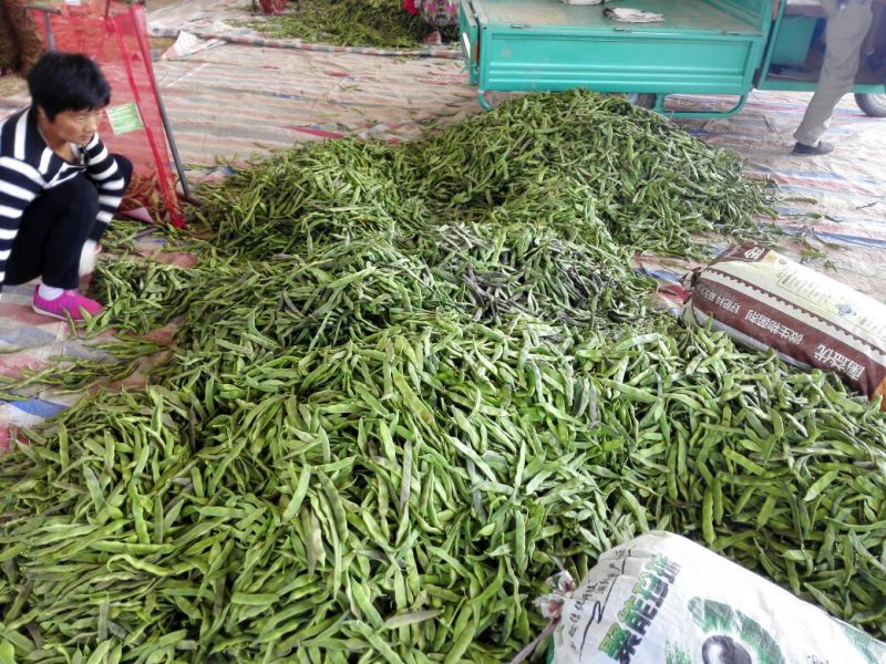 紫花油豆20厘米以上，大量上市中，