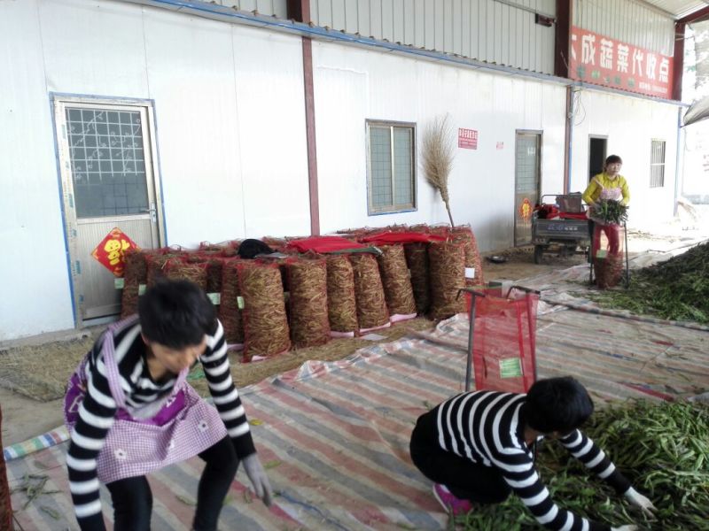 油豆角15厘米以上，成武紫花油豆大量上市，