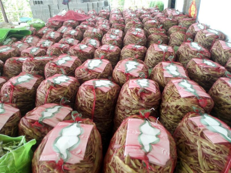 油豆角15厘米以上，成武紫花油豆大量上市，