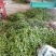 油豆角15厘米以上，成武紫花油豆大量上市，