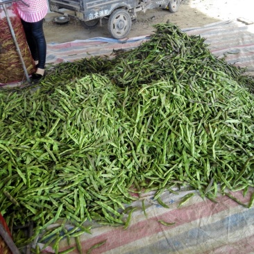 油豆角15厘米以上，成武紫花油豆大量上市，