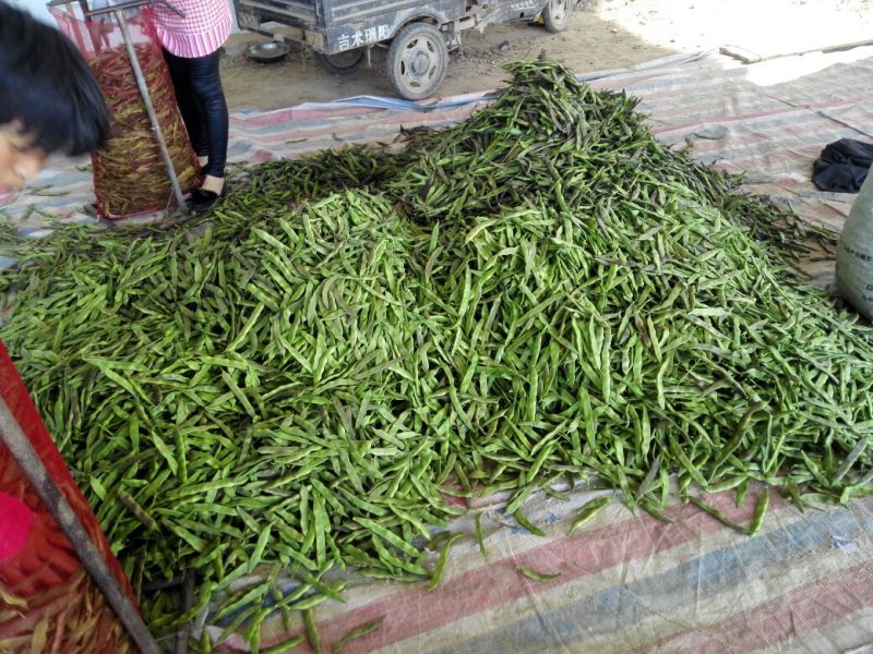 油豆角15厘米以上，成武紫花油豆大量上市，