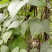 油豆角15厘米以上，成武紫花油豆大量上市，