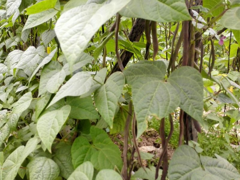 油豆角15厘米以上，成武紫花油豆大量上市，
