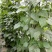 油豆角15厘米以上，成武紫花油豆大量上市，