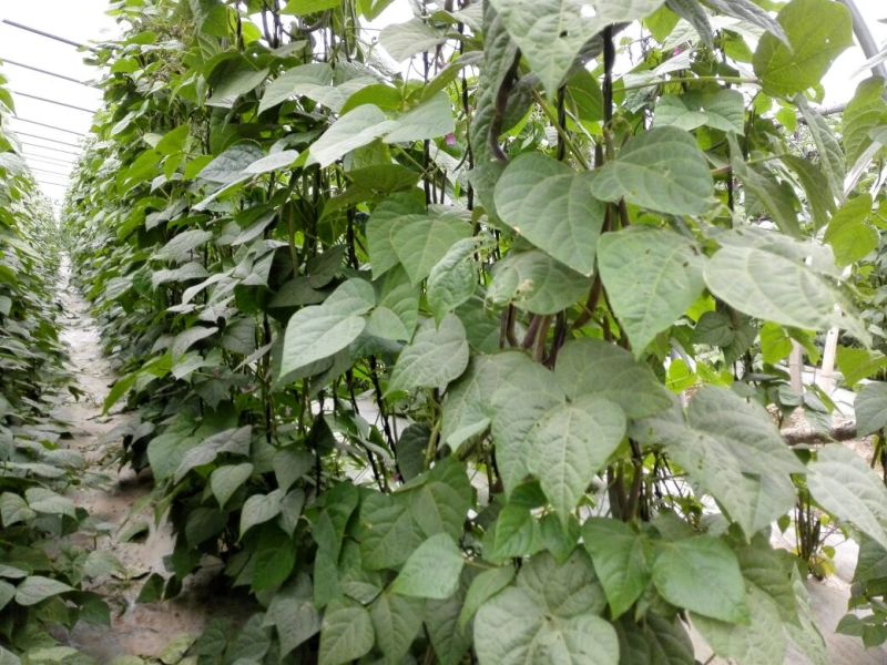 油豆角15厘米以上，成武紫花油豆大量上市，
