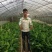 红香蕉苗2~3年原种