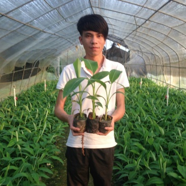 红香蕉苗2~3年原种