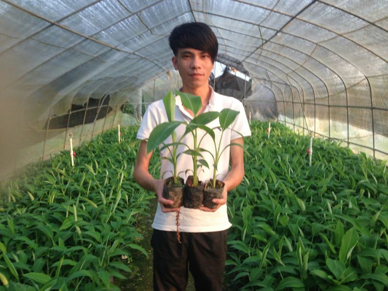 红香蕉苗2~3年原种