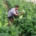红香蕉苗2~3年原种