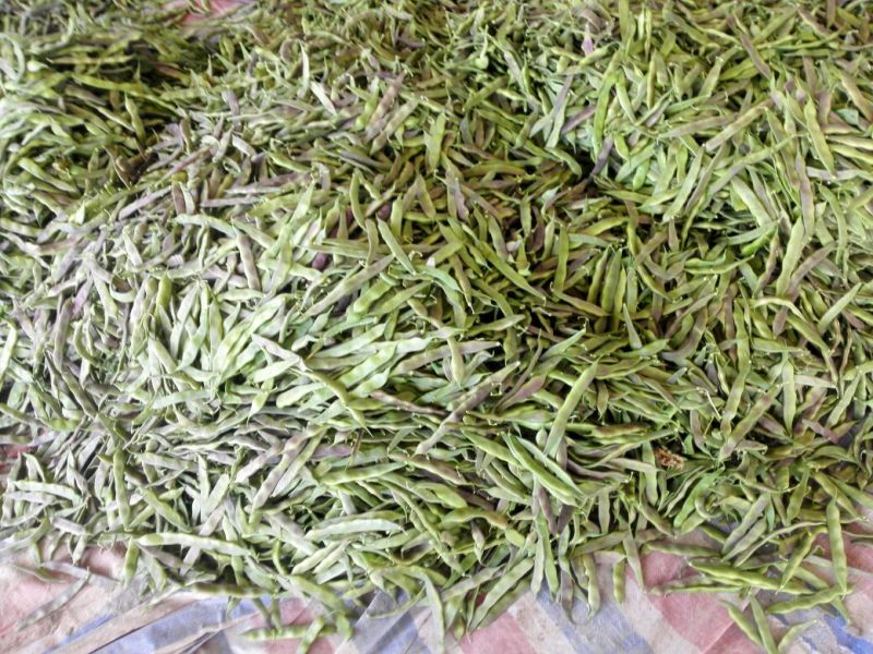 红豆角30厘米以上，