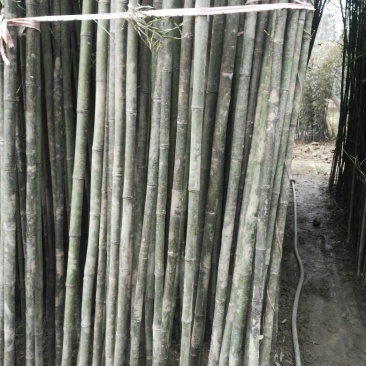 绿竹2~3m