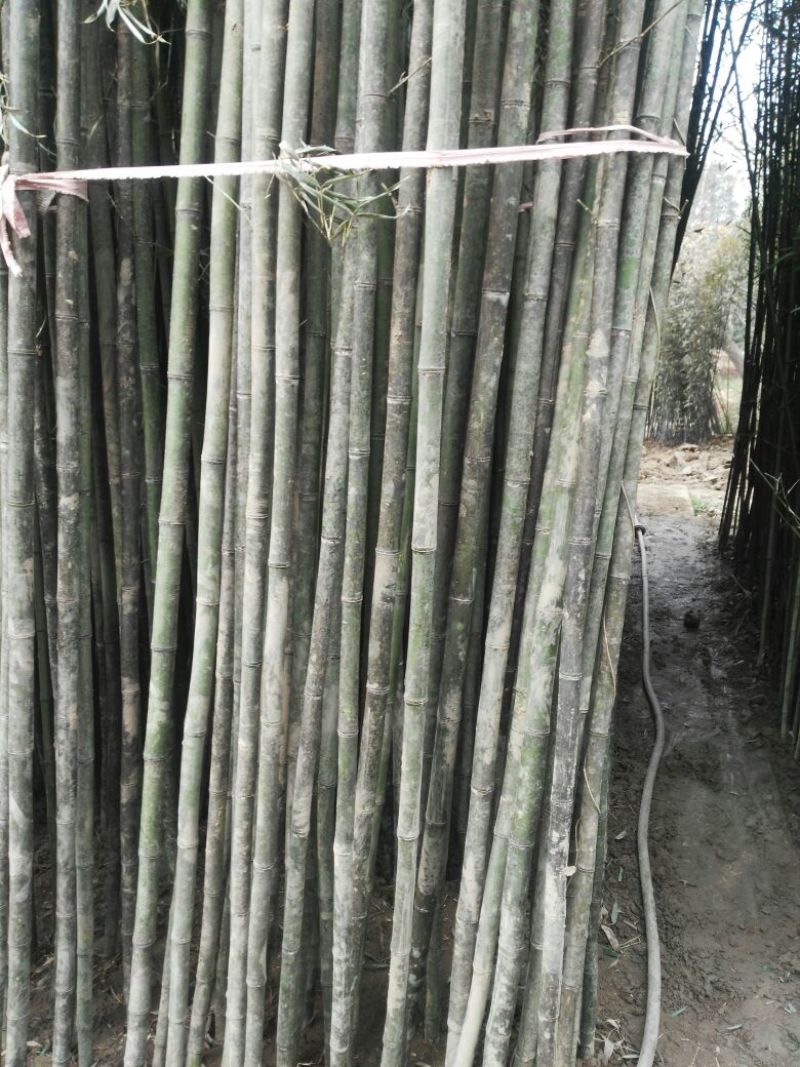 绿竹2~3m