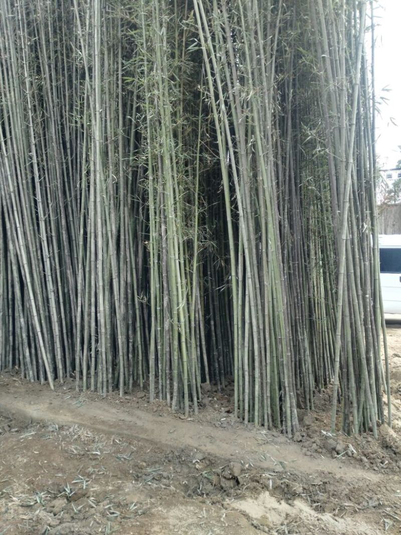 绿竹2~3m