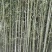 绿竹2~3m