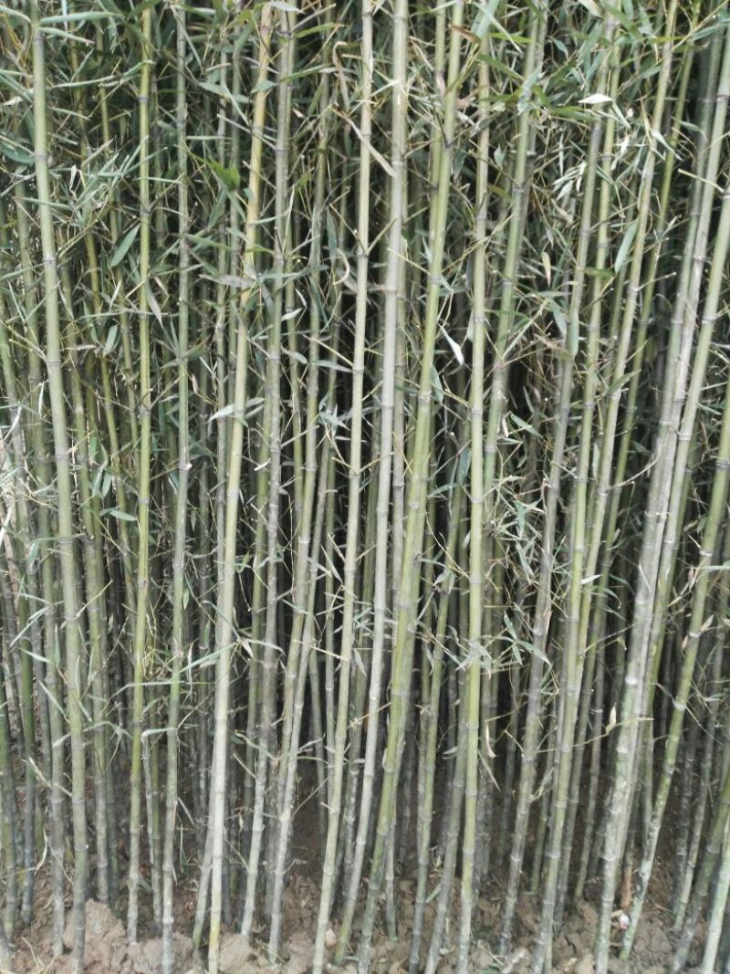 绿竹2~3m