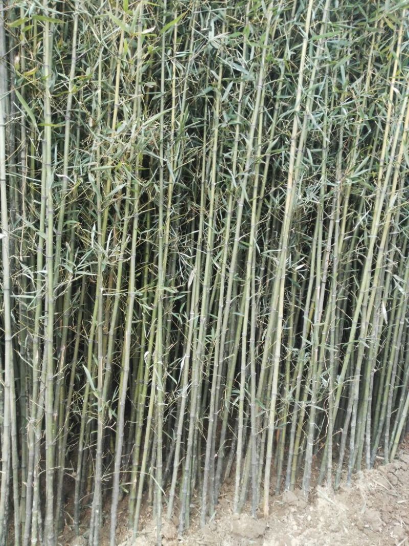 绿竹2~3m